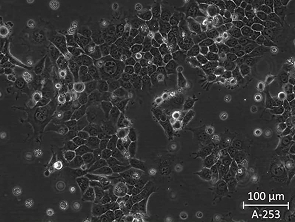Brightfield micrograph of A-253, showing adherent growth.