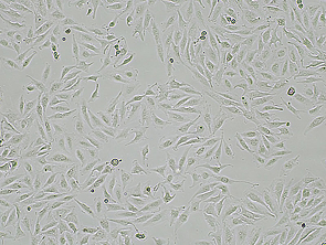 Brightfield micrograph of A-498, showing adherent growth, 4X magnification.