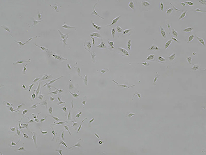 Brightfield micrograph of BEAS-2B Cell Line human, showing adherent growth.