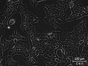 Brightfield micrograph of C-4 II, showing adherent growth.