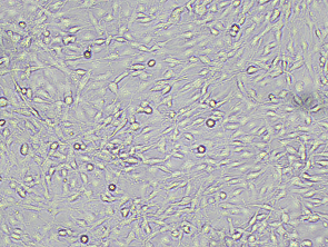 Brightfield micrograph of C6, showing adherent growth, 10X magnification.