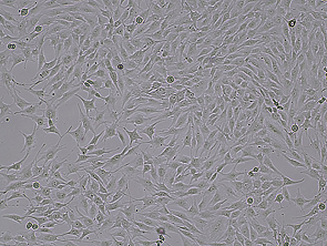 Brightfield micrograph of CADO-ES1, showing adherent or semi-adherent growth.