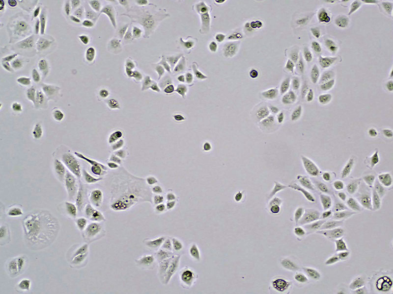 Brightfield micrograph of CAKI-2, showing adherent growth, 4X magnification.