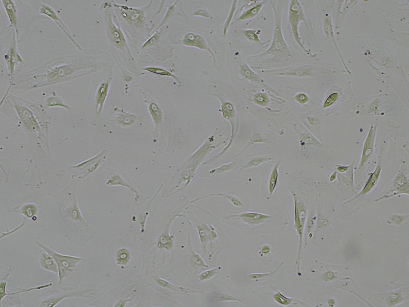 CCD-18Co cell