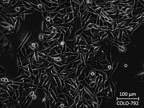 Brightfield micrograph of COLO-792, showing adherent growth, 20X magnification.