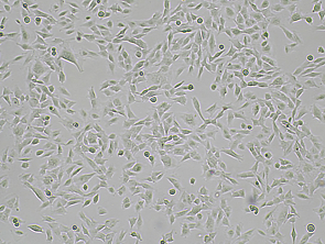 Brightfield micrograph of COLO-800, showing adherent growth, 4X magnification.