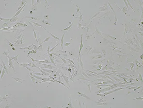 Brightfield micrograph of CYNOM-K1, showing adherent growth, 4X magnification.