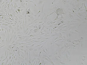 Brightfield micrograph of CYNOM-K1, showing adherent growth, 4X magnification.