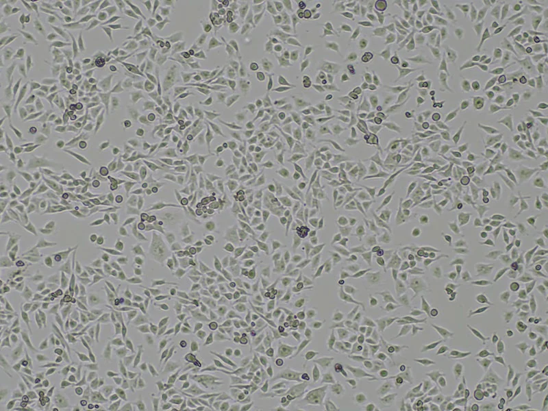 Brightfield micrograph of Calu-6, showing adherent growth, 4X magnification.