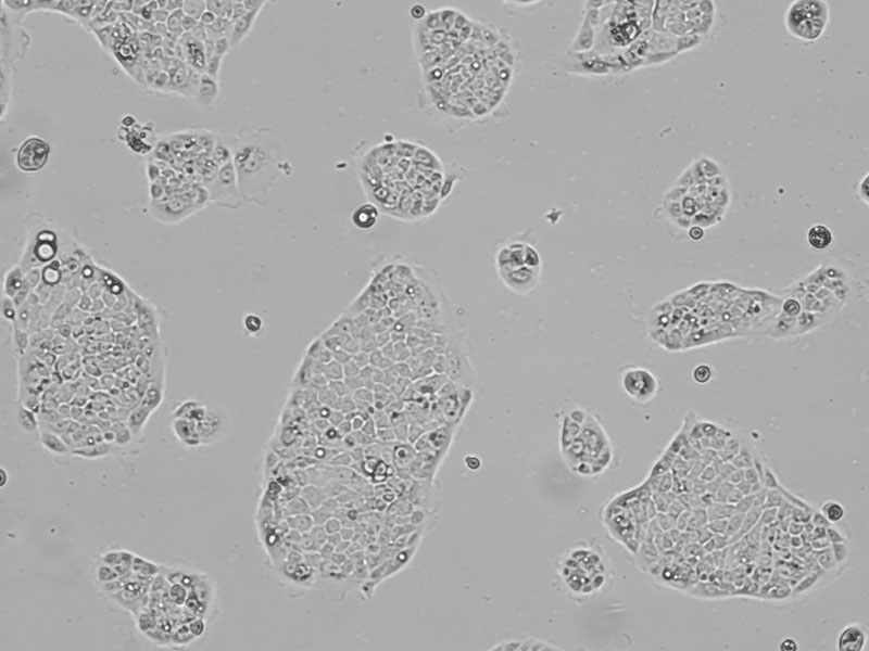 Brightfield micrograph of Capan-2, showing adherent growth, 4X magnification.