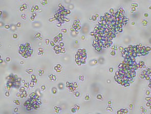 Brightfield micrograph of DL-40, showing suspension growth, 10X magnification.
