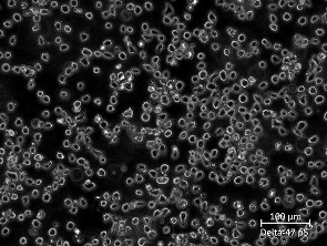 Brightfield micrograph of delta-47, suspension growth, 20X mag.