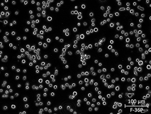 Brightfield micrograph of F-36P, showing adherent and suspension growth.