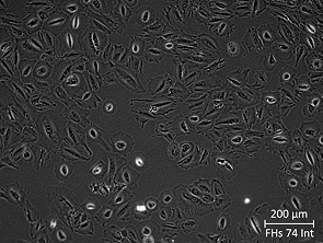 Brightfield micrograph of FHs 74 Int, showing adherent growth, 10X magnification.