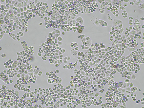 Brightfield micrograph of GCIY, showing adherent growth, 4X magnification.