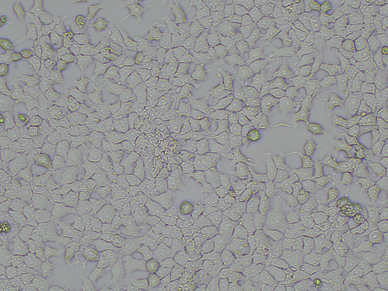 Brightfield micrograph of H-4-II-E, showing adherent growth, 10X magnification.
