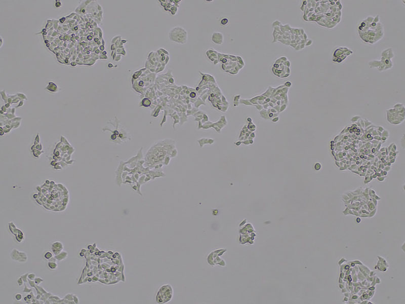 Brightfield micrograph of H520, showing adherent growth, 4X magnification.