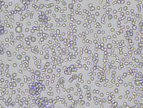 Brightfield micrograph of H9, showing suspension growth, 10X magnification.