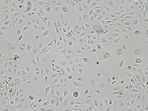 Brightfield micrograph of HSC-2, showing adherent growth, 4X magnification.