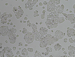 Brightfield micrograph of HT-29, showing adherent growth.