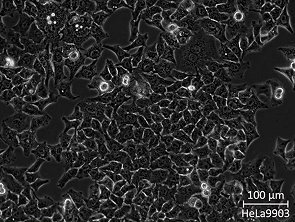 Brightfield micrograph of HeLa9903, showing adherent growth.