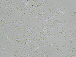 Brightfield micrograph of Human CD44 knockout cell line, showing adherent growth, 4X magnification.