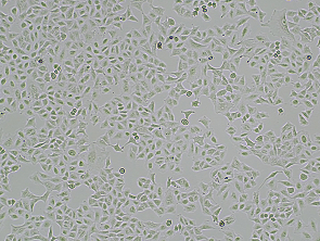 Brightfield micrograph of Human RNASEL knockout cell line, showing adherent growth, 4X magnification.