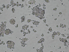 Brightfield micrograph of IM95, showing adherent growth.