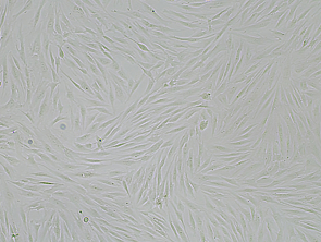Brightfield micrograph of Immortalized HESC, showing adherent growth, 4X magnification.