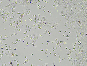 Brightfield micrograph of Immortalized Human Retinal Pigment Epithelial Cell Line, showing adherent growth, 4X magnification.