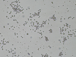Brightfield micrograph of J774A.1, showing adherent growth, 4X magnification.