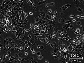 Brightfield micrograph of JIMT-1, showing adherent growth.