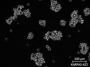 Brightfield micrograph of KARPAS-422, showing suspension growth.