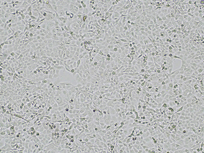 Brightfield micrograph of KP-4, showing adherent growth.