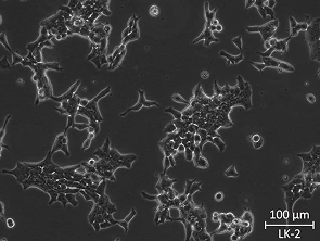 Brightfield micrograph of LK-2, showing adherent growth.