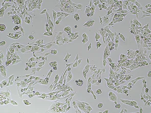 Brightfield micrograph of LN-319, showing adherent growth, 4X magnification.