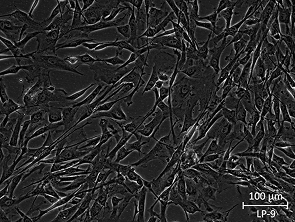 Brightfield micrograph of LP-9, showing adherent growth, 20X magnification.