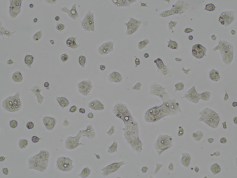 Brightfield micrograph of LS 1034, showing adherent growth, 4X magnification.