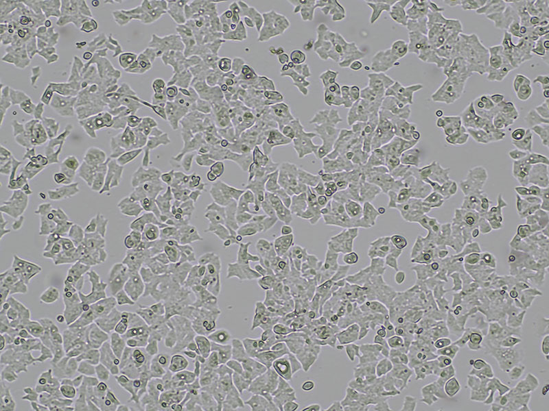 Brightfield micrograph of LS-180, showing adherent growth, 4X magnification.