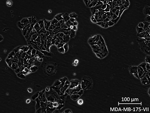 Brightfield micrograph of MDA-MB-175-VII, showing adherent growth.