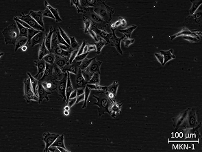 Brightfield micrograph of MKN-1, showing adherent growth.