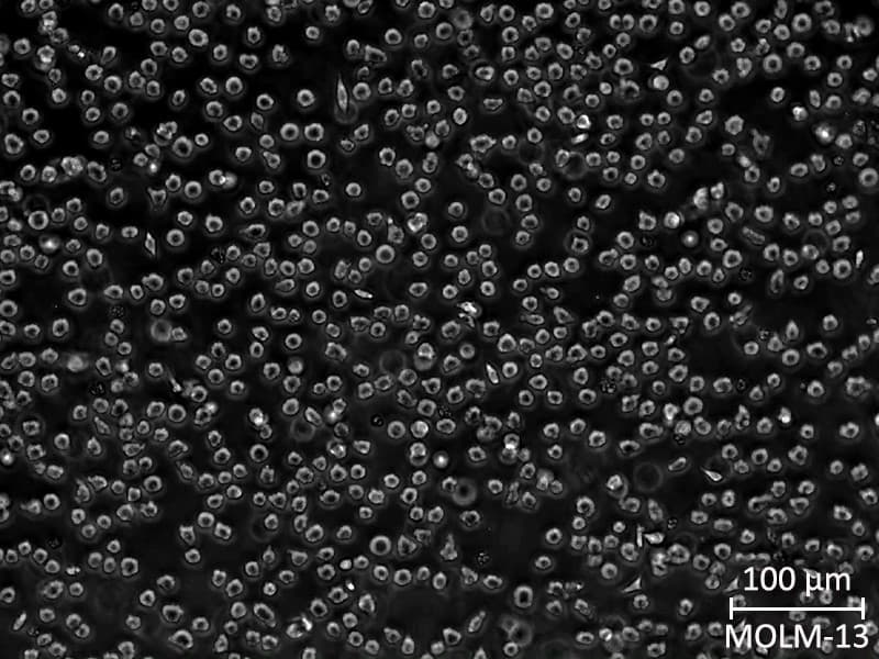 MOLM-13