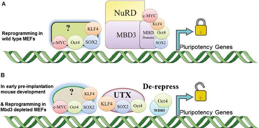 The mechanism of proposed Mbd3/NuRD related reprogramming