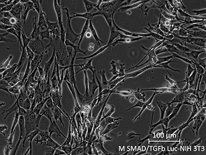 Brightfield micrograph of Mouse SMAD/TGFbeta Luciferase Reporter Cell Line-NIH 3T3, showing adherent growth, 20X magnification.