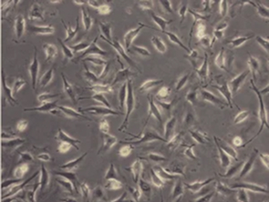Brightfield micrograph of Murine Endothelial Cells, showing adherent growth.