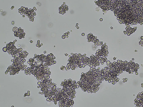 Brightfield micrograph of NCC-StC-K140, showing suspension growth.