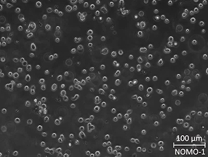 Brightfield micrograph of NOMO-1, showing suspension growth.
