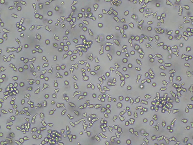 Brightfield micrograph of Nb2-11, showing suspension growth, 10X magnification.