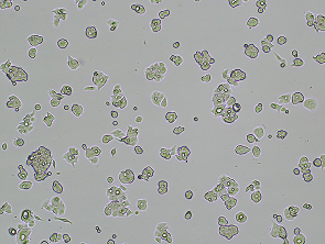 Brightfield micrograph of OE19, adherent growth, 4X mag.