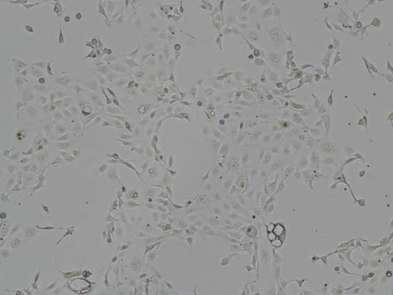 Brightfield micrograph of OE33, showing adherent growth, 4X magnification.